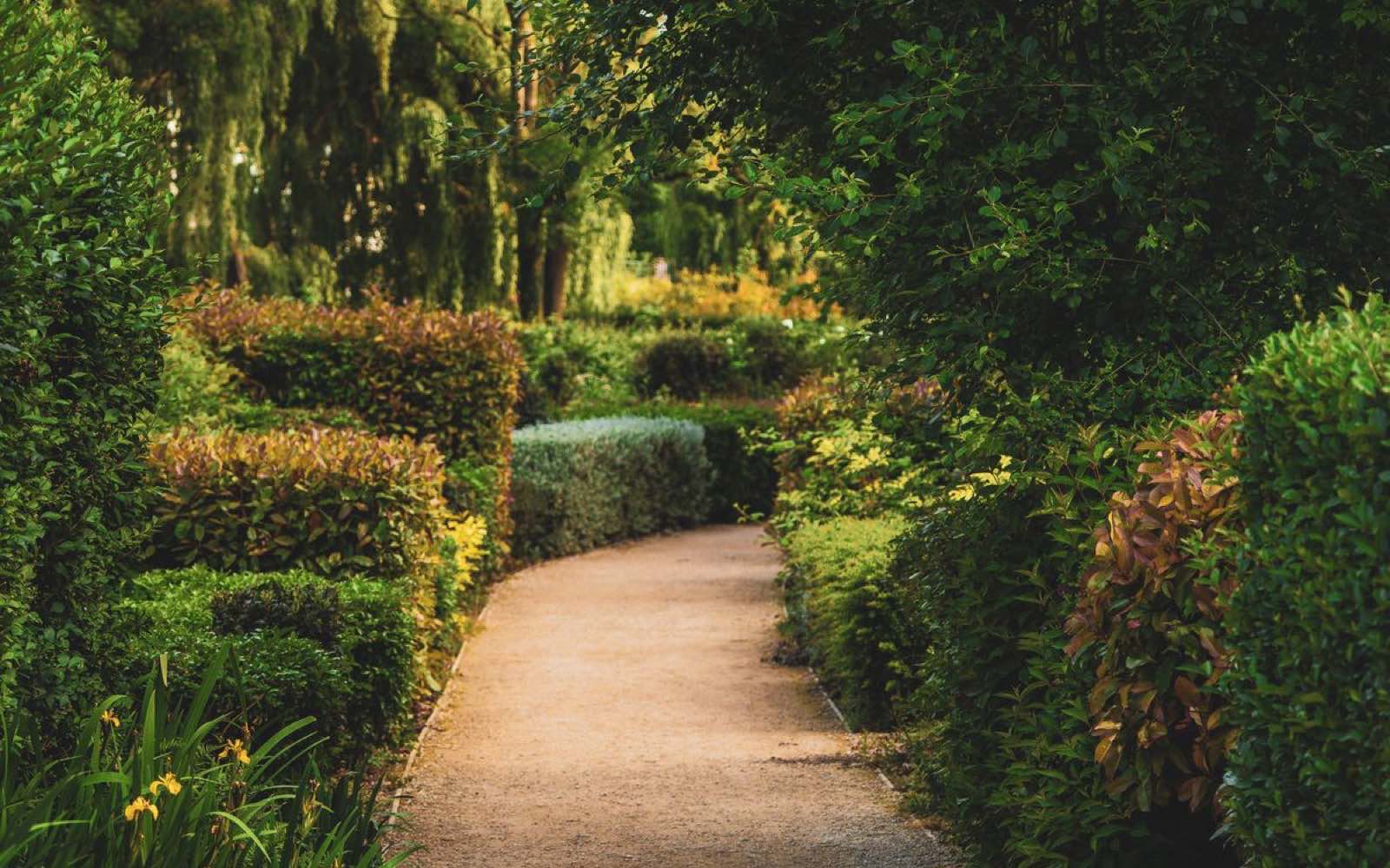 Aangelegd tuinpad met vaste beplanting in een tuin bij Vught, in de vroege ochtendzon