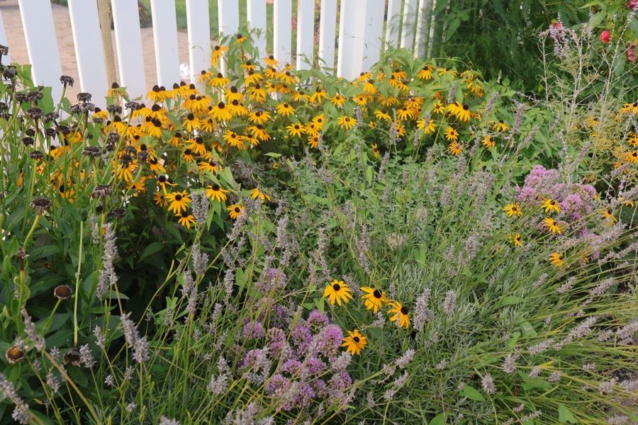 Border met vaste planten in verschillende hoogtes en kleuren