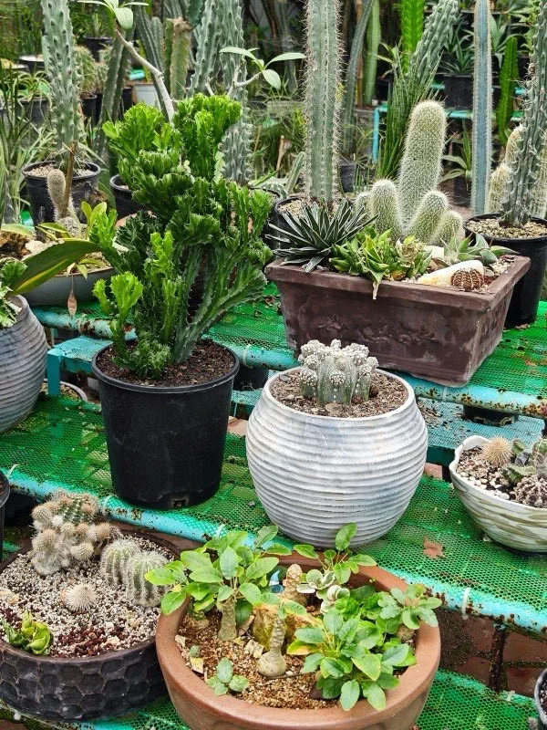 Cactus in pot
