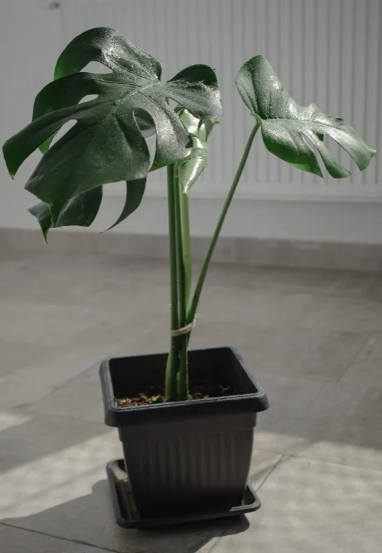 Monstera kamerplant