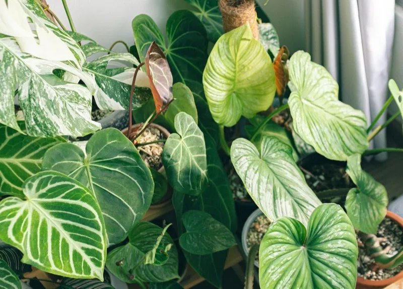 Philodendron kamerplant