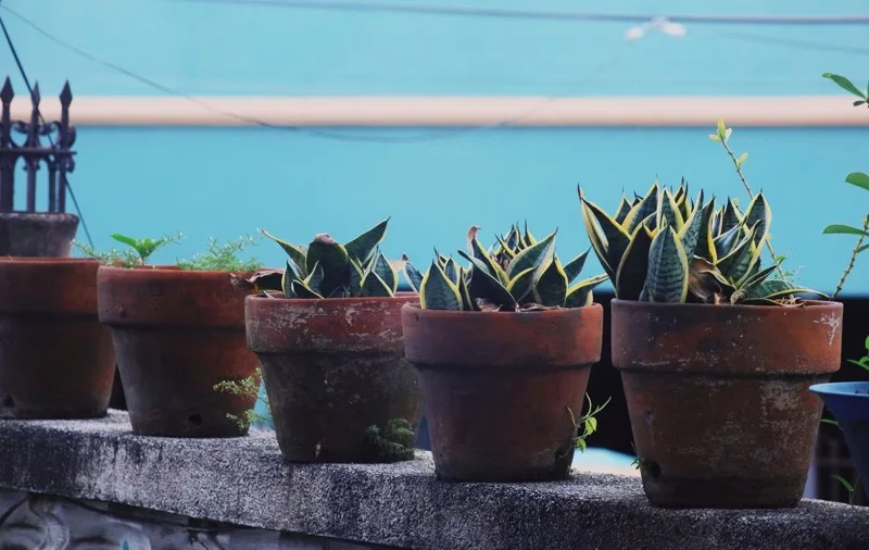 Sansevieria kamerplant