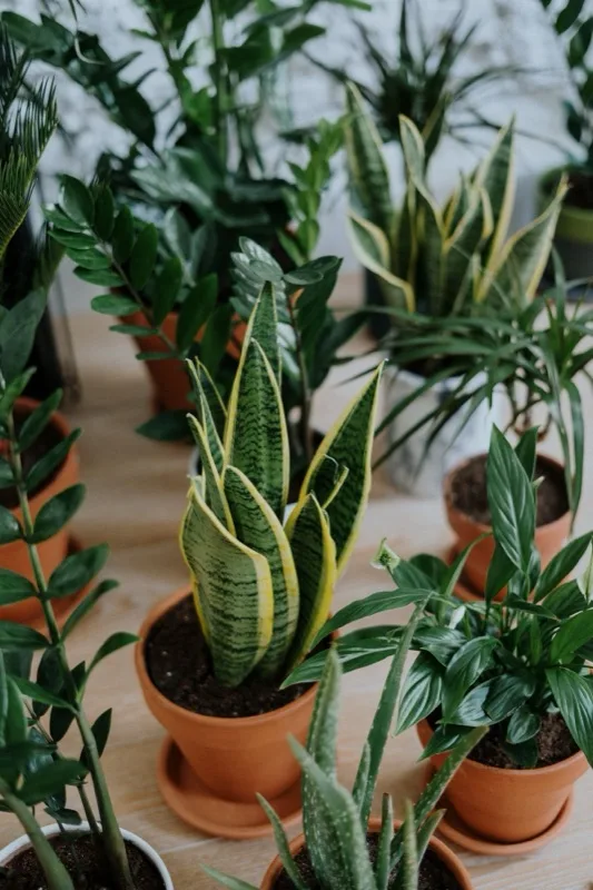 Startersset kamerplanten