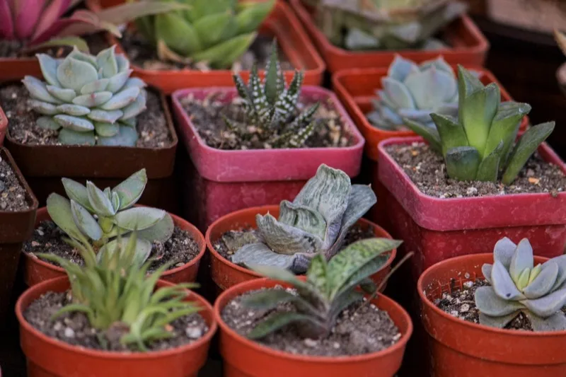Succulenten in kleine potjes
